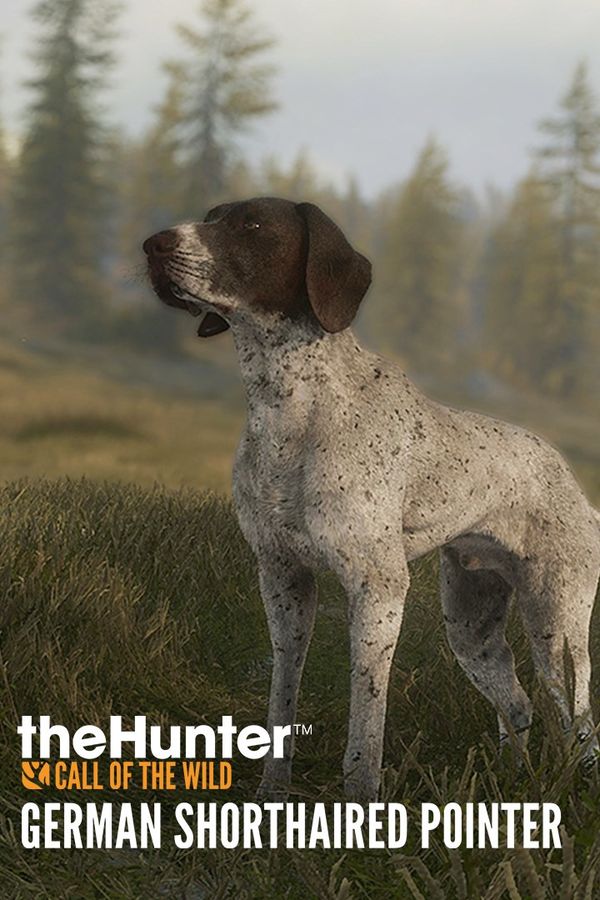 theHunter: Call of the Wild™ - German Shorthaired Pointer (DLC) XBOX LIVE Key EUROPE
